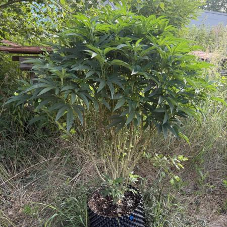 46 Kush - Outdoor 2026