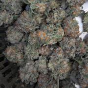 GMO x Triangle Mints bx