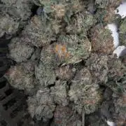 GMO x Triangle Mints bx