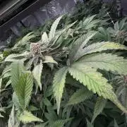 GMO x Triangle Mints bx
