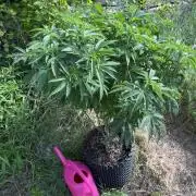 46 Kush - Outdoor 2026
