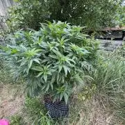 46 Kush - Outdoor 2026