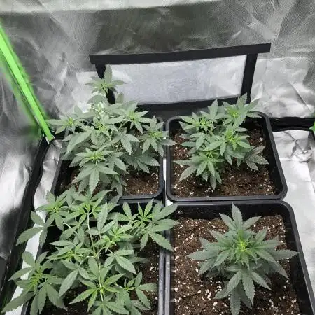 Spliff Seeds