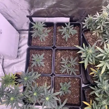 Lemon Cherry Gelato