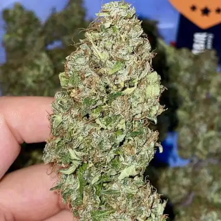 Dosidos