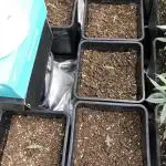Lemon Cherry Gelato