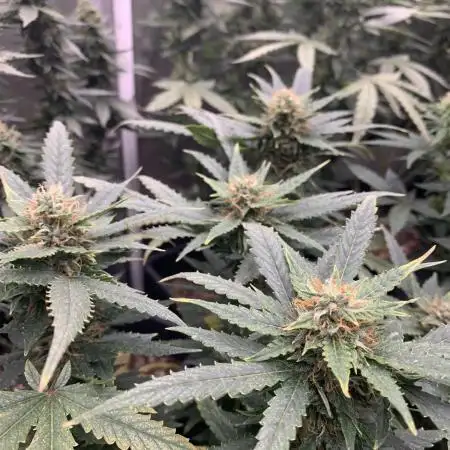 Sensible Seeds