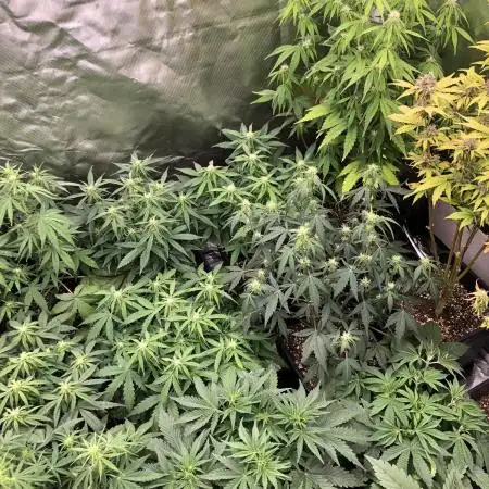 Exotic Seeds