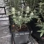 Sensible Seeds
