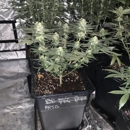 Sensible Seeds