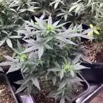 Spliff Seeds