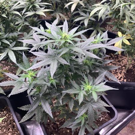 Spliff Seeds
