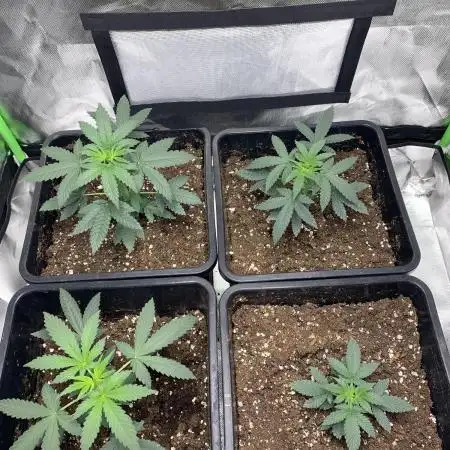 Spliff Seeds