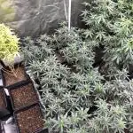Sensible Seeds