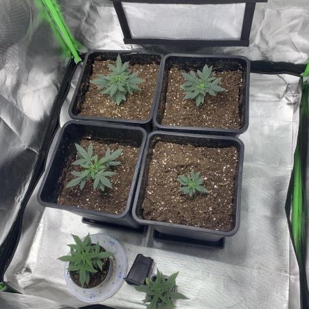 Spliff Seeds