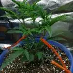 1st grow Sunset Sherbert 