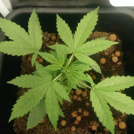 Lemon OG Haze Auto