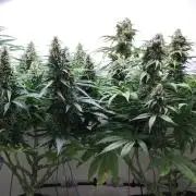 No Commercial Crap - All DIY Growbox