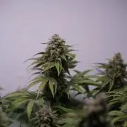No Commercial Crap - All DIY Growbox