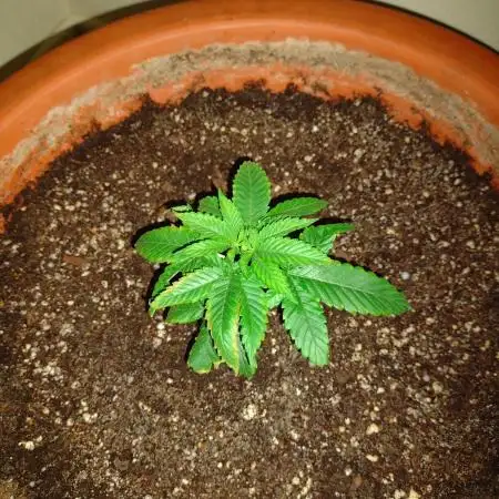 Sour OG
