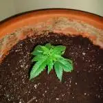 Sour OG