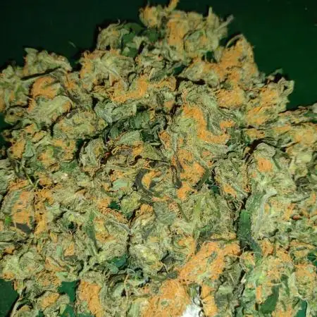LSD indoor ontario