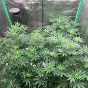 Northern Dragon Fuel