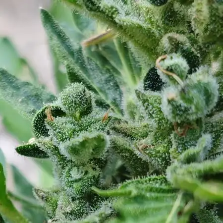 Apple Fritter  Auto