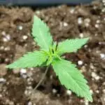Feminized White Widow