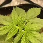 First Grow - Northern Light Automatic