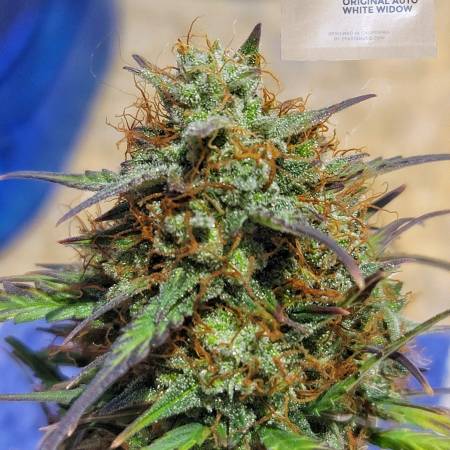 420 Fast bud White Widow