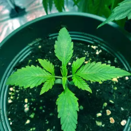 Blue Dream (coco)