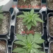 Surtido Sweet Seeds