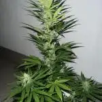 Sweet Auto