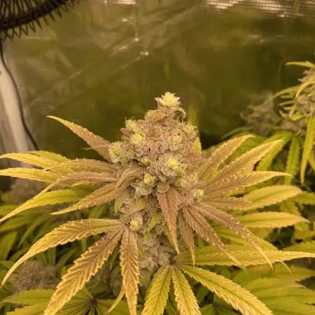 RQS: Triple G, O.G. Kush /w Canna