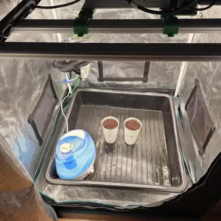 RQS: Biscotti, Cookies Gelato /w Canna