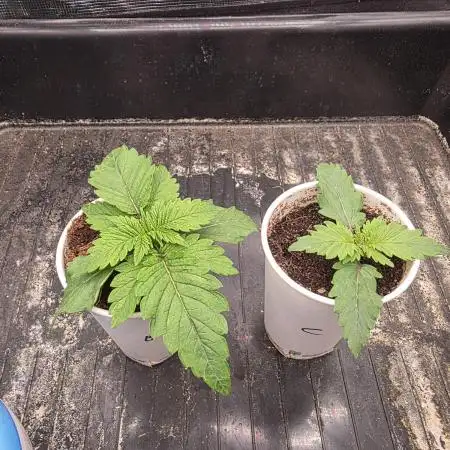 RQS: Biscotti, Cookies Gelato /w Canna