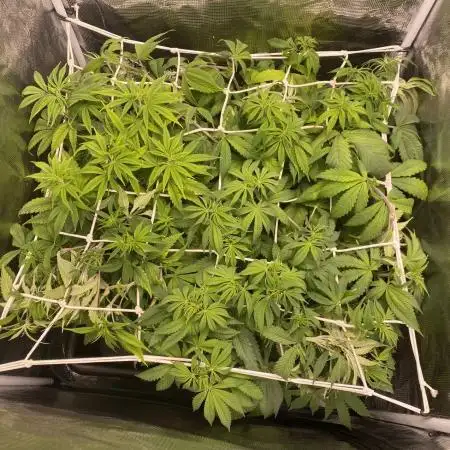 RQS: Royal Gorilla /w Canna