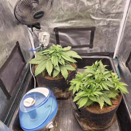 RQS: Biscotti, Cookies Gelato /w Canna