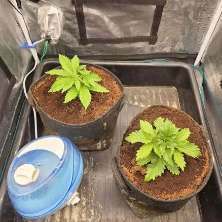 RQS: Biscotti, Cookies Gelato /w Canna