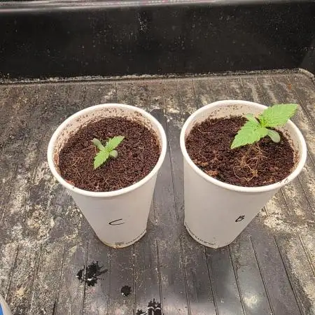 RQS: Biscotti, Cookies Gelato /w Canna