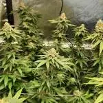 Cookies Gelato RQS