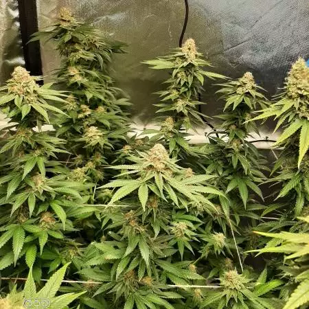 Cookies Gelato RQS