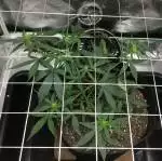 NYC Diesel Auto CKS First Time