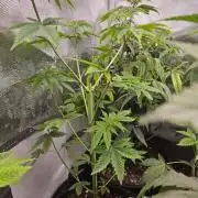 Pheno hunt #