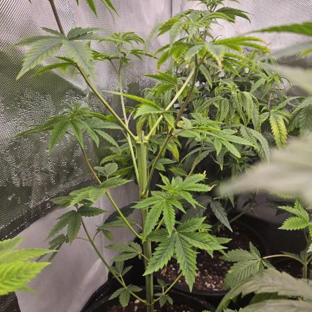 Pheno hunt #