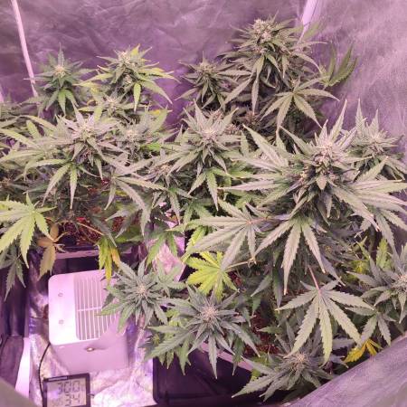 Amnesia Haze Auto XL - Indoor 60x60