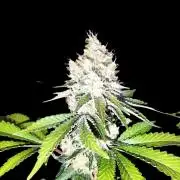 Monkey Grease