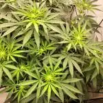 Orange Bud 2.0