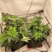 Sticky Broccoli - Eternity Cup 2026